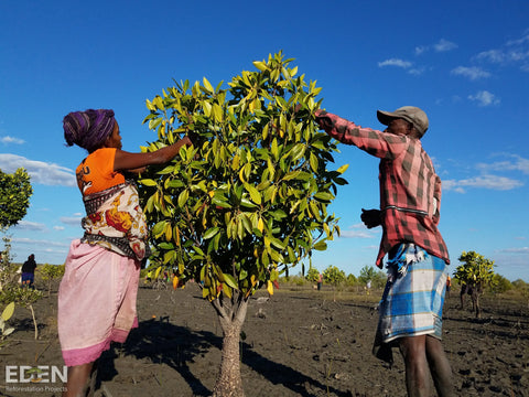 two farmers tending to a tree in Madagascar outside under blue skies
