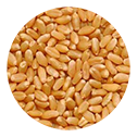 Organic Khapli Wheat product-jiwa