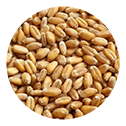 Sharbati Whole Wheat product-jiwa