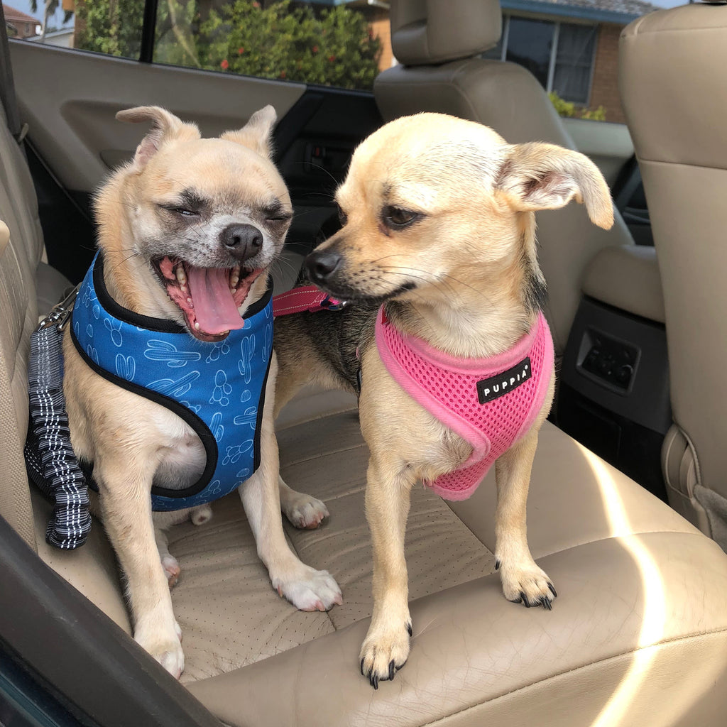 chihuahua seat belt