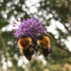pair of carder bumblebees on scabious flower head