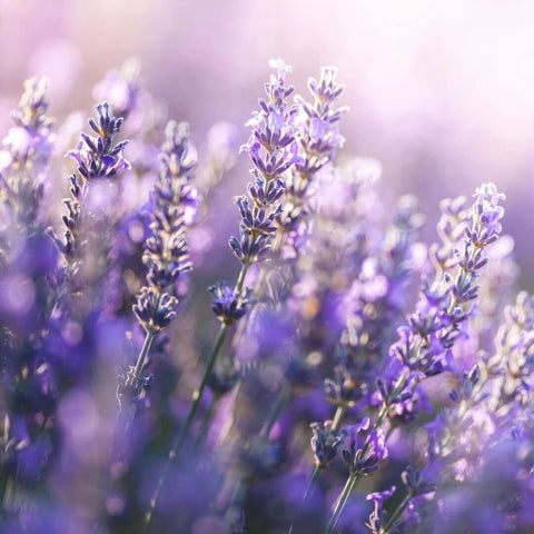 lavender for sleep