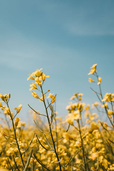 Letter vitamins: A field of canola flowers filling half the frame with a blue sky behind. 