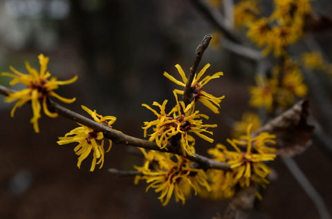 How to get rid of acne - Witch hazel is believed to have medicinal qualities. A close up image of witch hazel flowers growing. The flowers are yellow and stringy and grow from a dark brown branch.