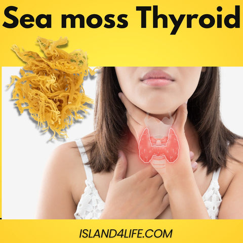 Sea moss, also known as Irish moss, is a type of red algae that is commonly found along the coasts of Europe and North America. It has been used for centuries in traditional medicine and is now gaining popularity as a natural supplement for thyroid health.  Thyroid health is essential for maintaining a healthy metabolism, energy levels, and overall well-being. The thyroid gland, located in the neck, produces hormones that regulate the body's metabolism. When the thyroid gland is not functioning properly, it can lead to a variety of symptoms such as fatigue, weight gain, and depression.  Sea moss is rich in iodine, which is essential for the proper function of the thyroid gland. Iodine is a crucial component of the thyroid hormones thyroxine (T4) and triiodothyronine (T3), which regulate the body's metabolism. When the body lacks iodine, the thyroid gland cannot produce enough hormones, leading to an underactive thyroid (hypothyroidism).  Sea moss also contains other essential minerals and vitamins that support thyroid health. It is high in zinc, which plays a role in the production of thyroid hormones and helps maintain a healthy immune system. Sea moss is also a good source of selenium, which is needed for the conversion of T4 to the active form T3. Additionally, it contains vitamins A and C, which support the immune system and help protect against oxidative stress.  In addition to its thyroid-supporting properties, sea moss has a variety of other health benefits. It is high in antioxidants, which help to protect the body against damage from free radicals. It is also high in fiber, which can help to promote regular bowel movements and support weight loss. It also has anti-inflammatory properties and may help to support the immune system.  When looking for organic sea moss, it is important to find a reputable supplier that harvests and processes the sea moss in a sustainable way. Island4life.com is one such supplier that offers high-quality, organic sea moss. They harvest their sea moss from the pristine waters of the Caribbean and process it using traditional methods to ensure that it maintains its nutritional value.  In conclusion, sea moss is a natural supplement that can support thyroid health and offers a variety of other health benefits. It is rich in iodine and other essential minerals and vitamins that support the thyroid gland. When looking to buy organic sea moss, it is important to find a reputable supplier like island4life.com, which offers high-quality, sustainably sourced sea moss. If you are looking to support your thyroid health, sea moss may be a great addition to your diet.