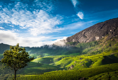 Munnar in winters