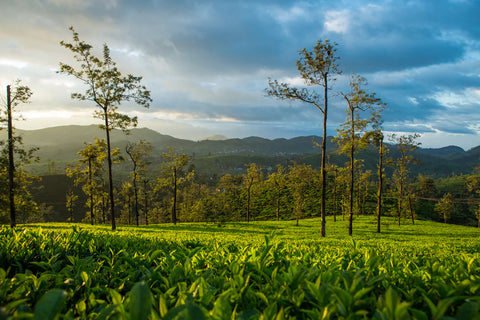 Ooty en hivers