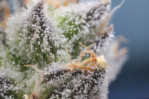 What are cannabinoids and terpenes