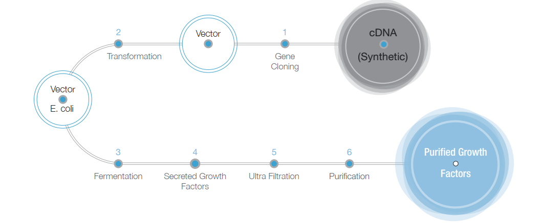 Manufacturing process of growth factors