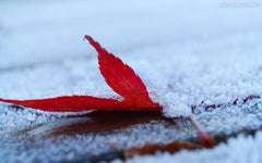 Snow leaf ground