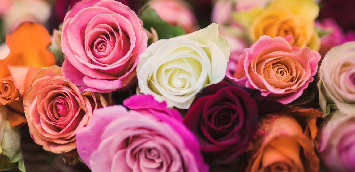 beautiful colorful roses