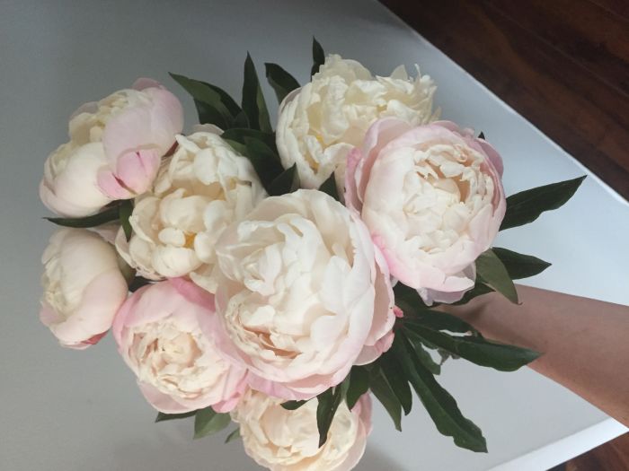 Determined to Have July Peonies - Fiftyflowers