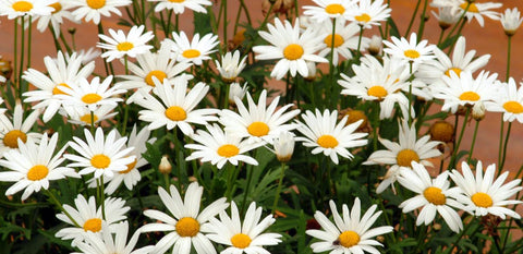 feverfew daisies up close