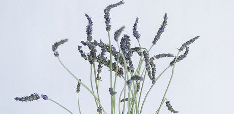 lavender up close