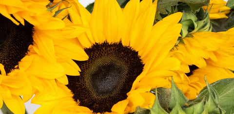yellow sunflowers up close