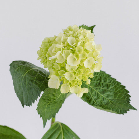 green baby hydrangea stem in front of white background