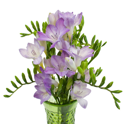 lavender purple freesia flowers in vase in front of white background