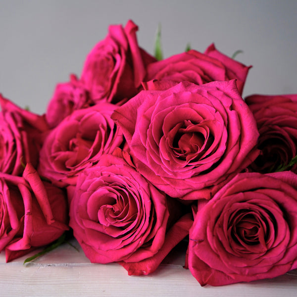 vibrant hot pink focal flowers laying on their sides with gray background