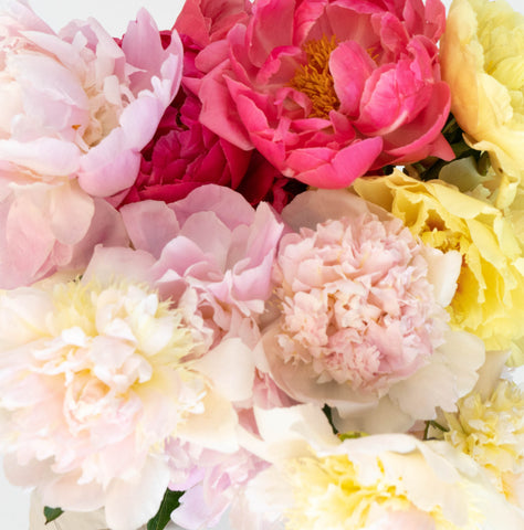 pink, light pink, yellow, and white peonies up close