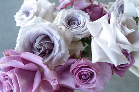 variety of shades of purple roses up close