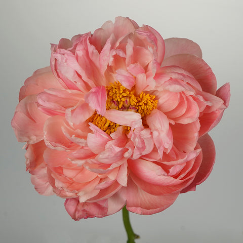 One large coral peony