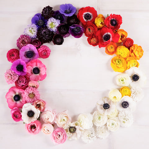 Flowers arranged in a circle in rainbow order like a color wheel