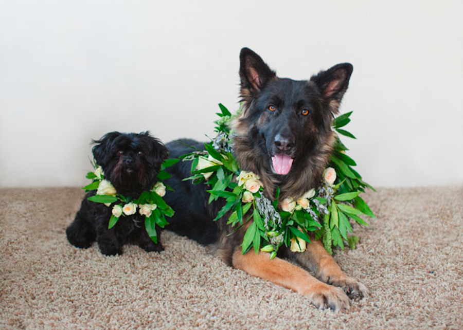 Two dogs wearing floral greenery collars.
