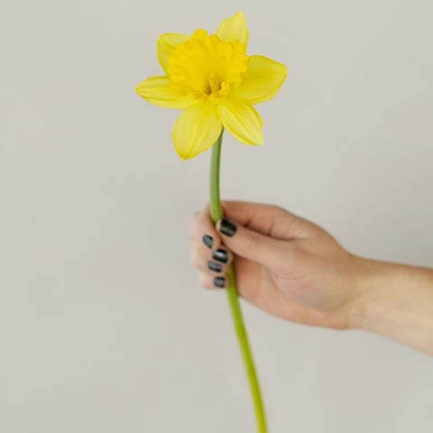 yellow daffodil stem being held in hand