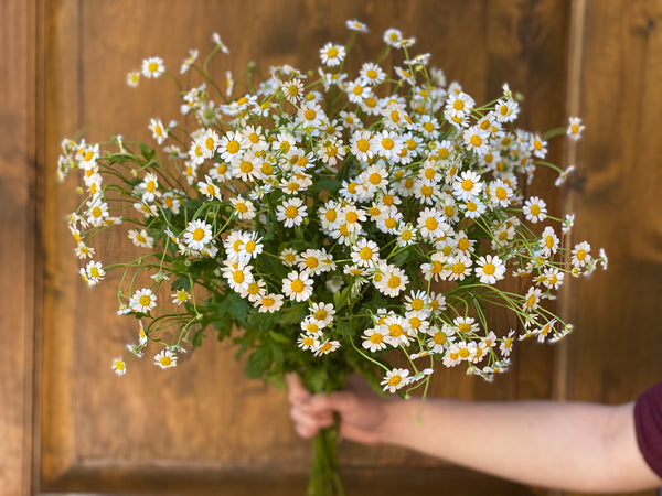 component two in FFLG filler flowers feverfew daisy