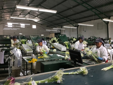 calla lily harvesting and packaging location