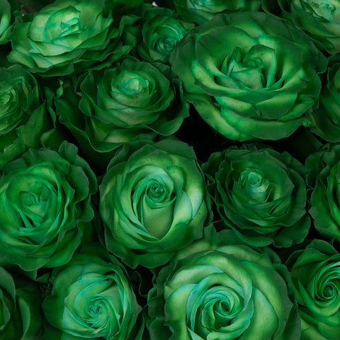 green roses up close
