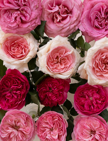 pink, red, and light pink garden roses up close in a 4 by 3 rectangle