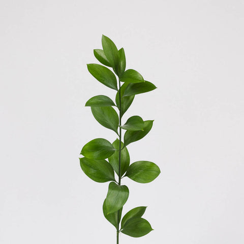 Single stem of Israeli Ruscus