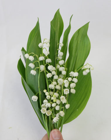 5 stems of lily of the valley against a white wall