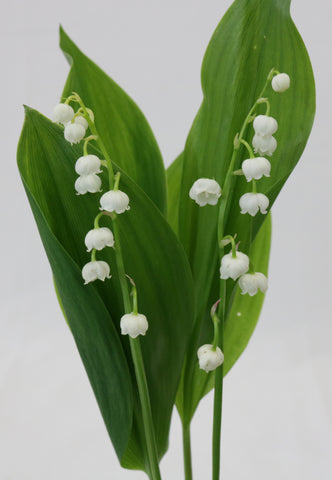 Two stems of lily of the valley against a white wall