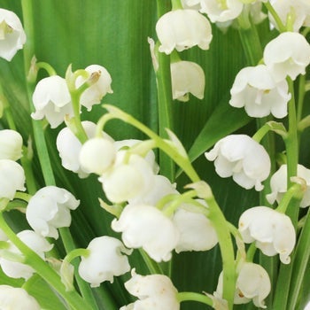 Close up of white Lily of the Valley blooms