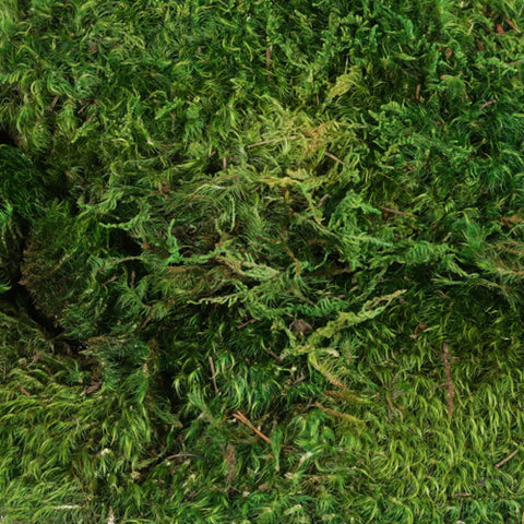 Dark green moss as a decorative type of greenery