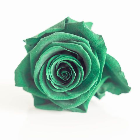 single green preserved rose on a white table