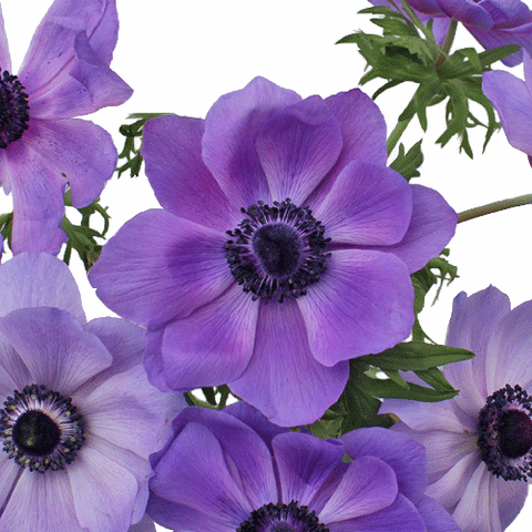 dark purple anemone flower up close