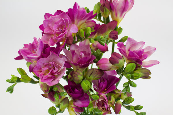 magenta freesia flowers up close in front of white background