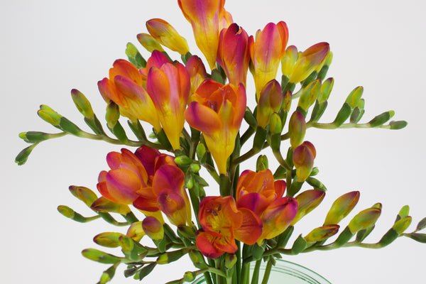 orange freesia flower up close in front of white background