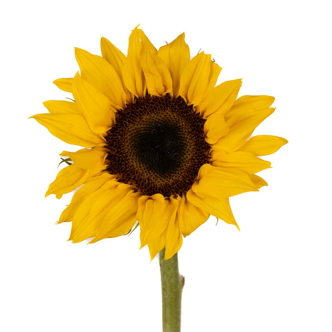 Yellow Sunflower Stem Up Close