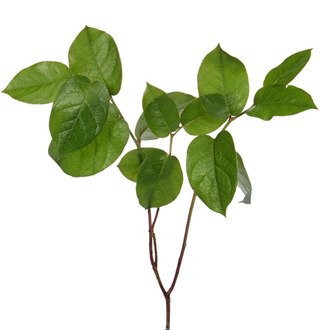 Single stem of Salal Greenery