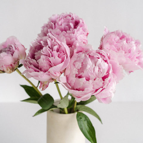 pink peonies in a white vase