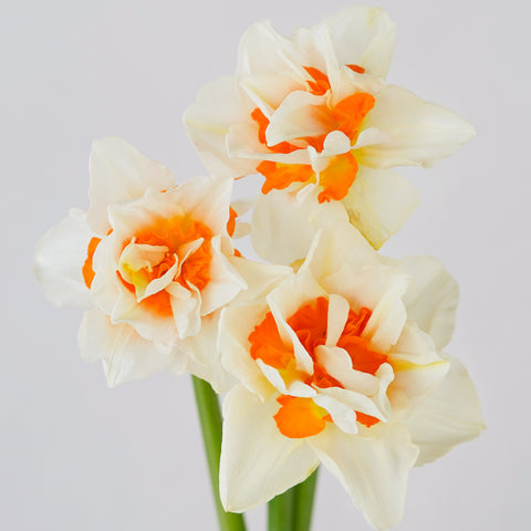 three white and orange daffodils