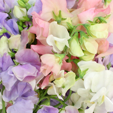 Assortment of pink, white, and purple sweat peas 