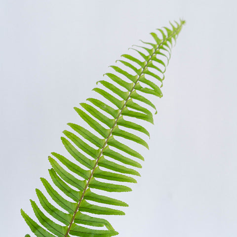 sword fern stem