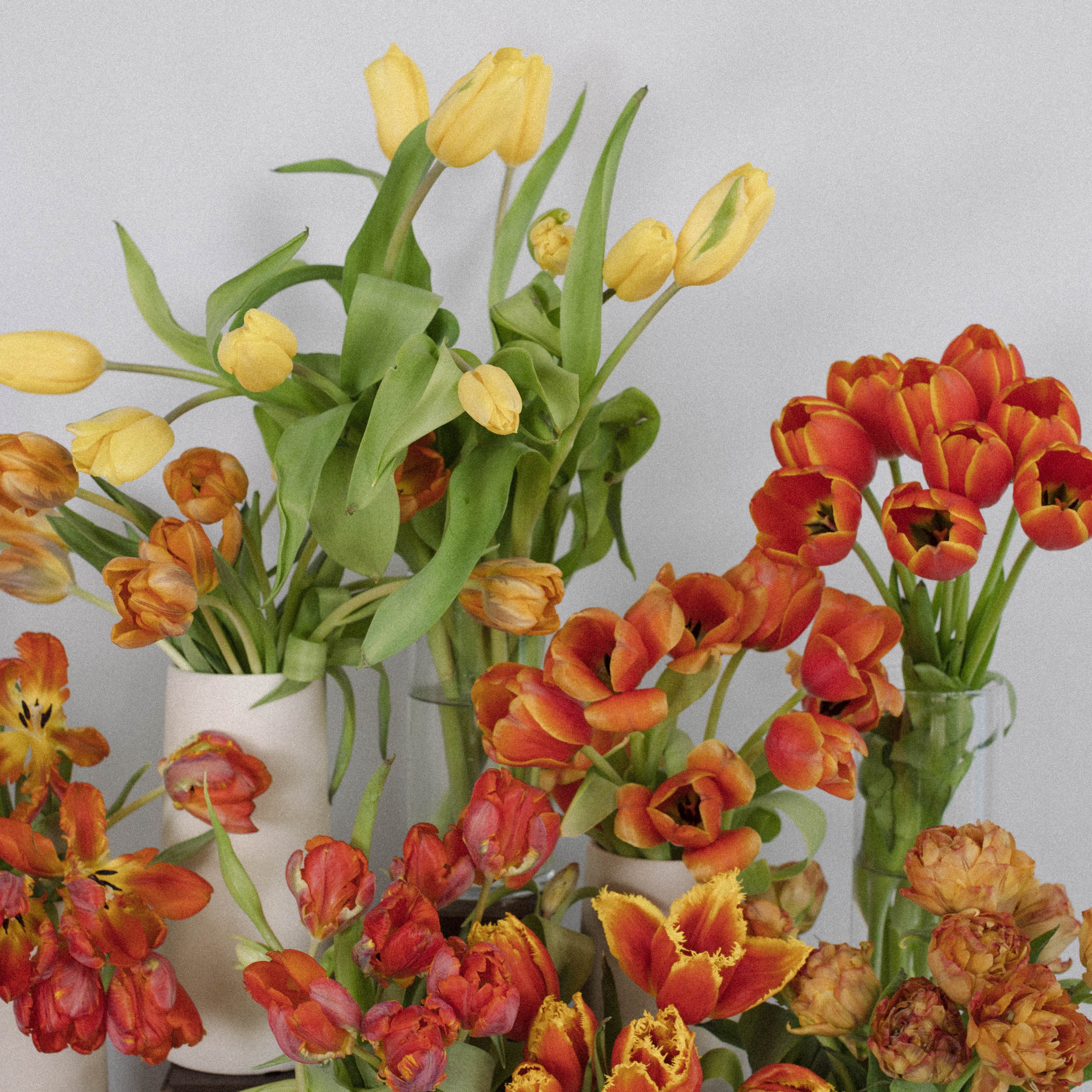 orange and yellow tulips in vases