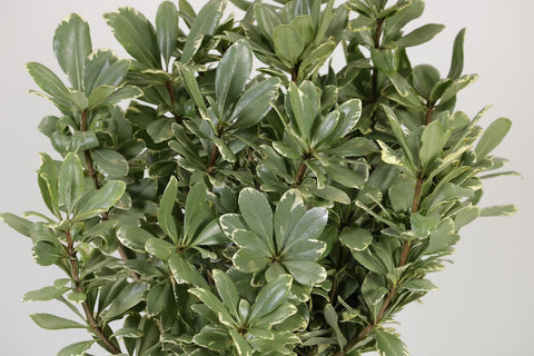 Variegated Pittosporum with bicolored leaves, a popular greenery type for flower arrangements