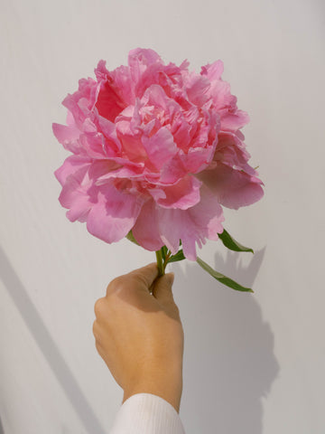 single stem of a pink peony